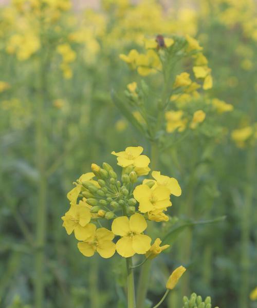 油菜花花语（带你走进油菜花的世界）