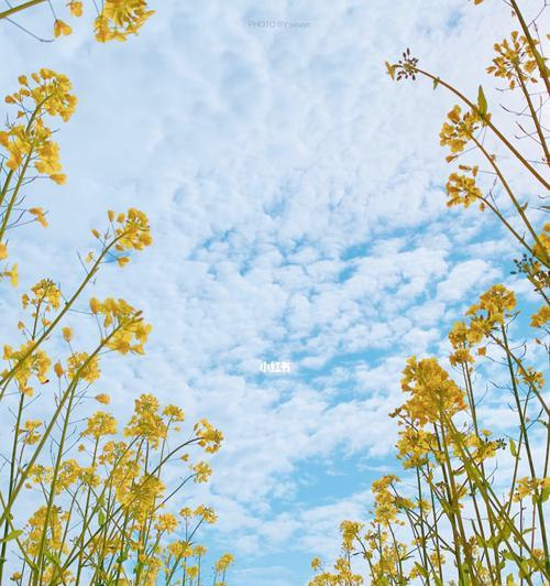 油菜花（油菜花的文化意义与传承）