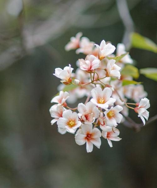 情窦初开，以油桐花为媒（油桐花的花语及其象征情感之意）