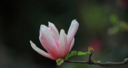 玉兰花（中国传统花卉文化中的玉兰花之美）