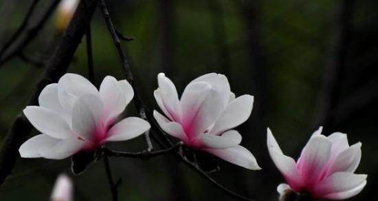 玉兰花（中国传统花卉文化中的玉兰花之美）