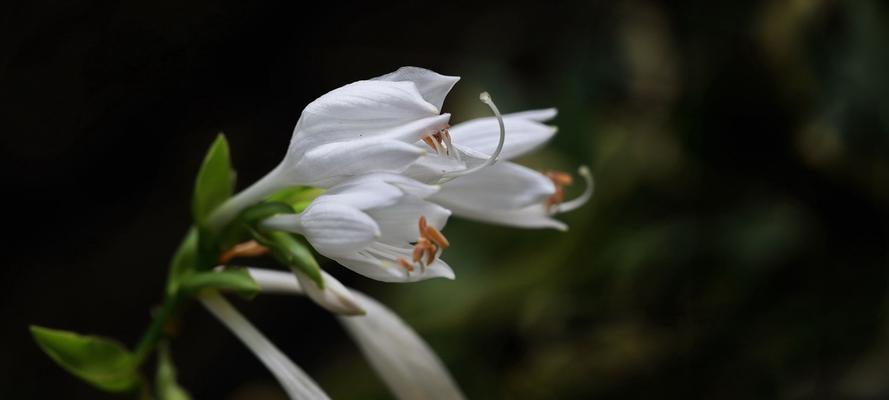 玉簪花的花语及寓意（探寻玉簪花的美丽与神秘）