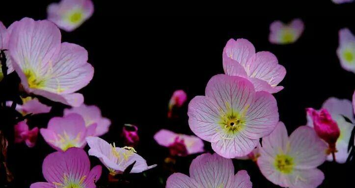 月见草的花语与传说（探寻月见草背后的神秘力量）