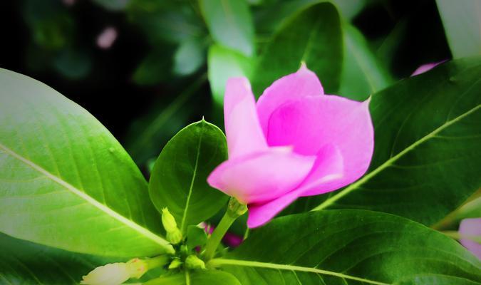 长春花花语的神奇力量（探寻长春花的花语）