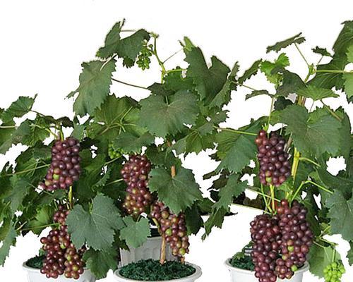 怎么种植葡萄（种植葡萄的方法步骤）
