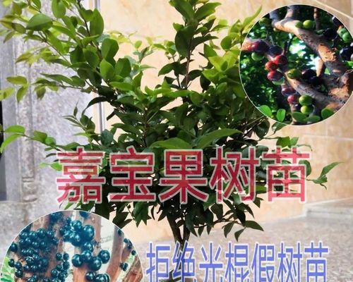 怎么种植葡萄（种植葡萄的方法步骤）