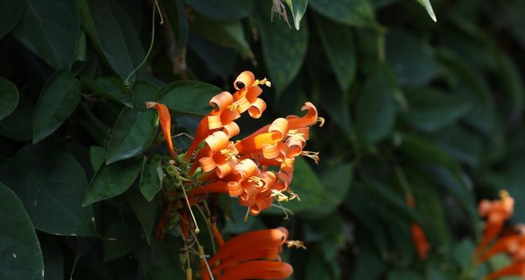 炮仗花什么时候开花（关于炮仗花的开花时间）