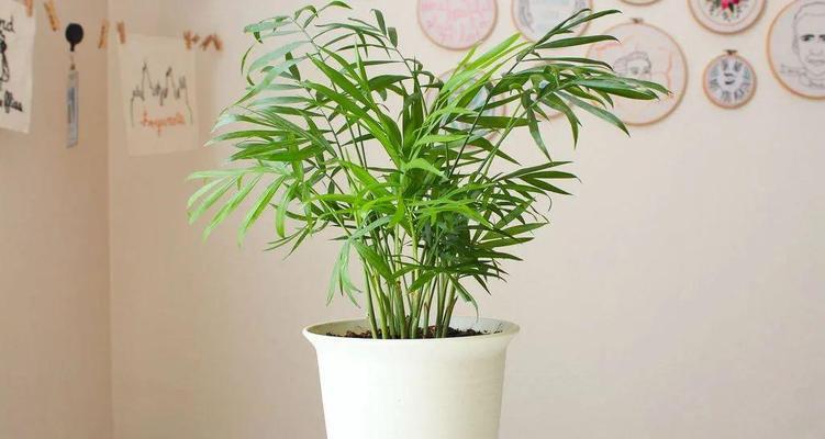 螺丝椒怎样栽培才好（螺丝椒种植技术与管理）