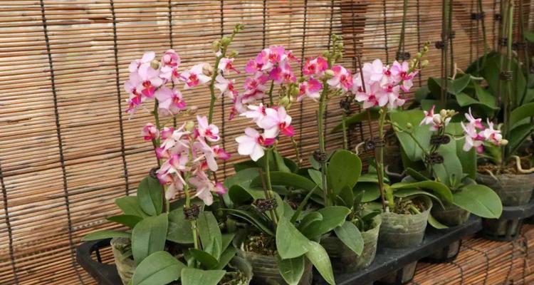 蝴蝶兰是什么时候开花的