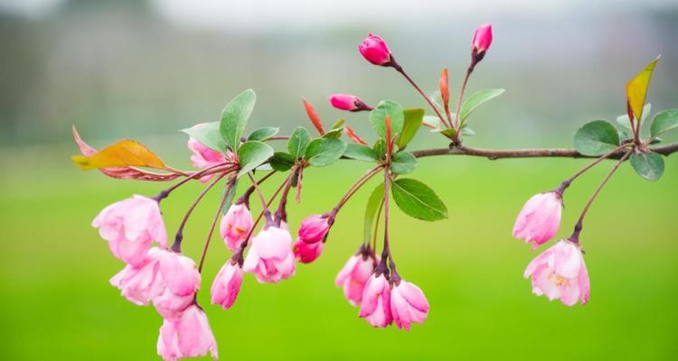 春天有什么花开得好（春天代表性的花推荐）