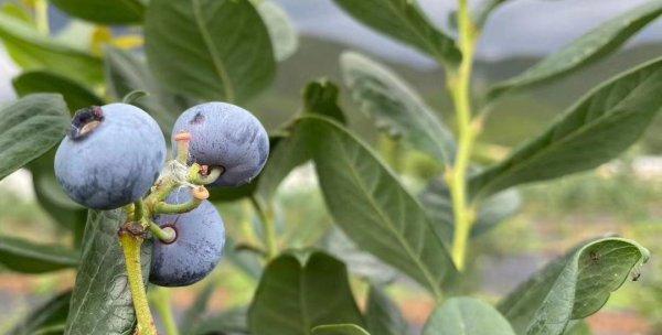 蓝莓适合什么土壤（蓝莓种植方法和要求）