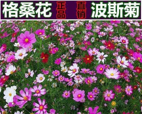 格桑花种子怎么种植（格桑花的种植时间和方法）