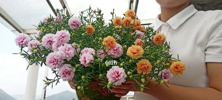 秋冬太阳花怎么养（教你正确养护太阳花）