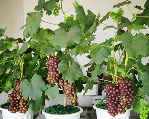葡萄怎么样种植（葡萄的栽培技术要点）