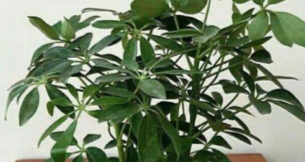 鹅掌花怎么养护（鹅掌柴的养殖方法与技巧）