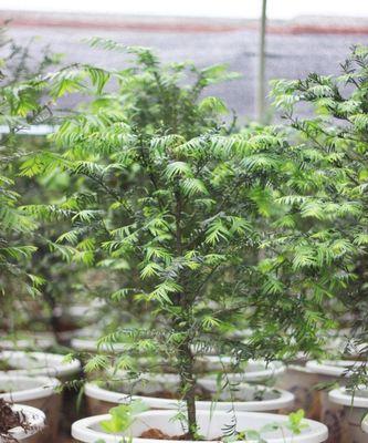 红豆杉盆栽种植方法和注意事项（打造健康盆景）