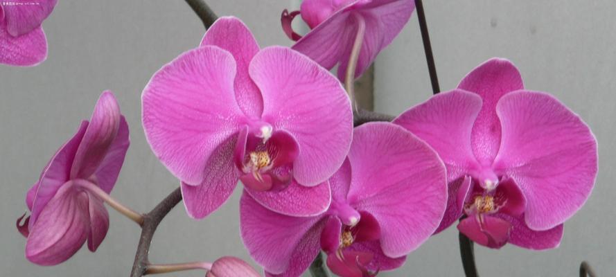 蝴蝶兰一般什么时候开花（观赏蝴蝶兰花期简介）