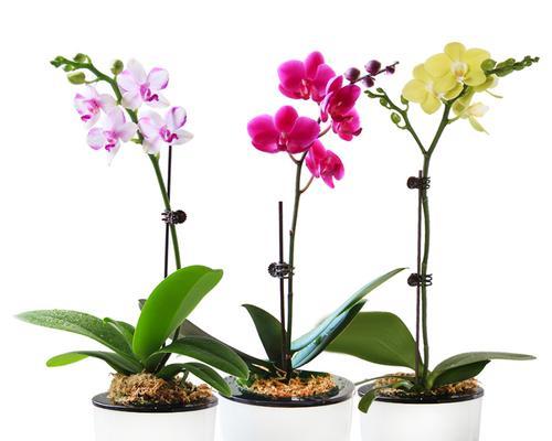 蝴蝶兰一般什么时候开花（观赏蝴蝶兰花期简介）