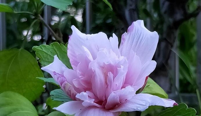 木槿花怎么养才能茂盛（盆栽木槿花养护技巧）