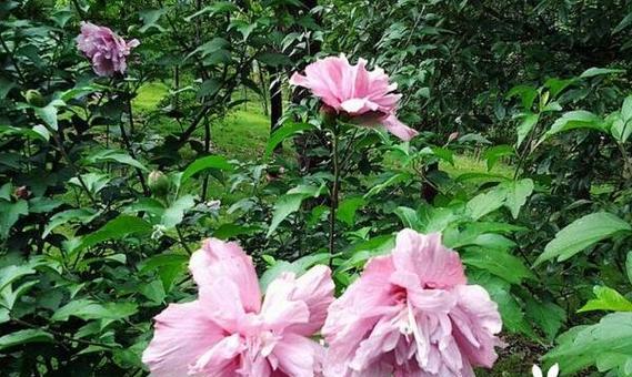 木槿花怎么养才能茂盛（盆栽木槿花养护技巧）