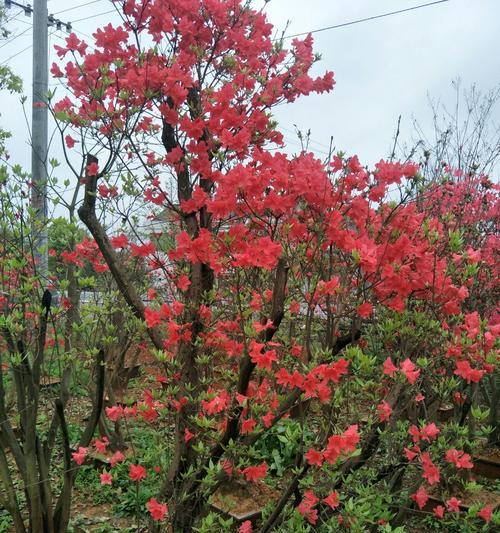 映山红怎样种植和养护（映山红盆栽的栽培技术）