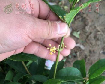 桂花树苗怎么嫁接（桂花树的嫁接时间和方法）