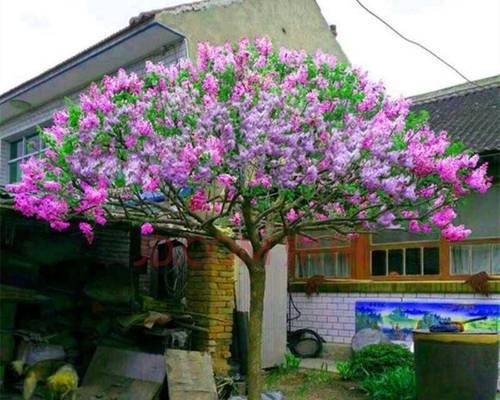 北方种植什么树（北方适合北方种植的树木介绍）