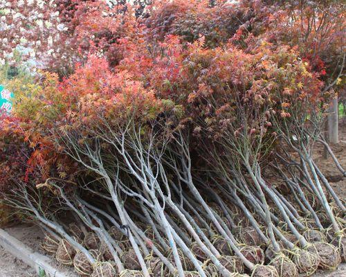 北方种植什么树（北方适合北方种植的树木介绍）