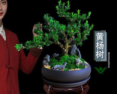 如何养绿植盆栽（详解绿植养护知识）