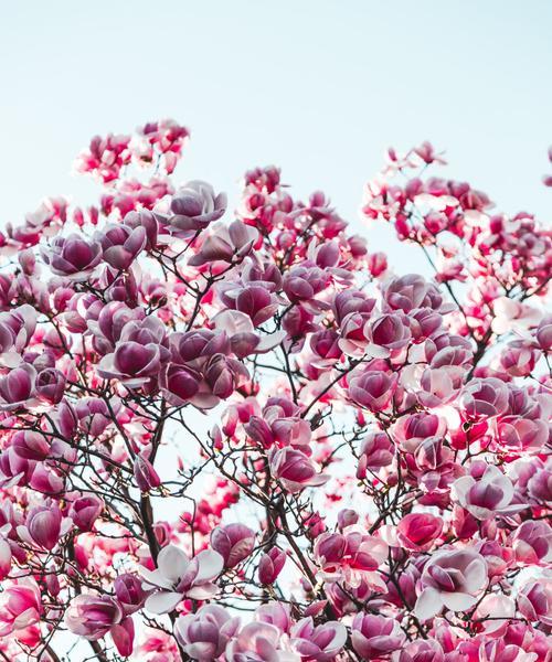 春天开什么花好看（盘点八种在春天盛开的花）