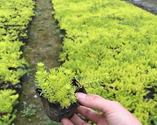 佛甲草如何种植（佛甲草的种植方法和注意事项）