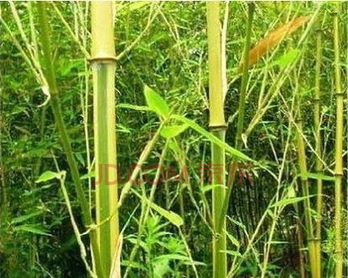 家养竹子的种类有哪些（最适合室内养的竹子品种）