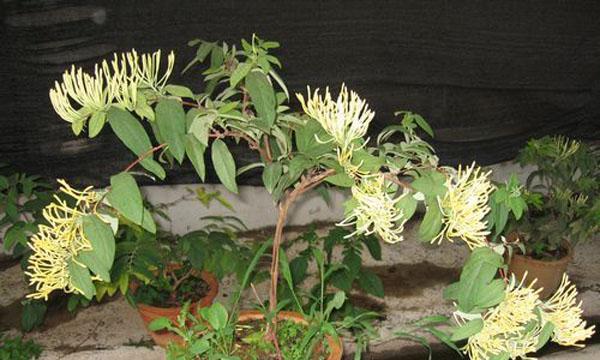 金银花的种植方法和注意事项（盆栽金银花的养殖技巧）