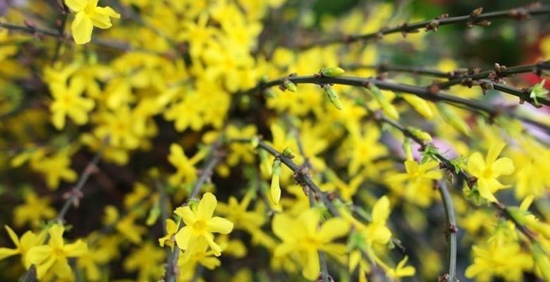 迎春花种子怎么种（迎春花播种方法和时间）