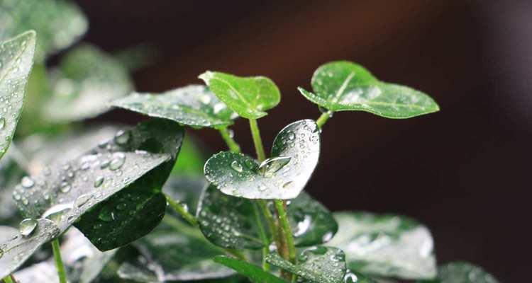 常春藤种植方法和技巧（打造茂盛的常春藤花园）