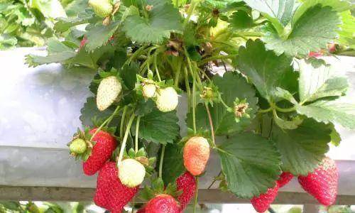 如何种植草莓（新手也能轻松栽培的关键步骤）