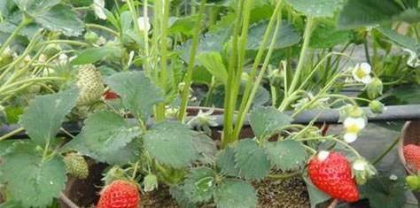 如何种植草莓（新手也能轻松栽培的关键步骤）
