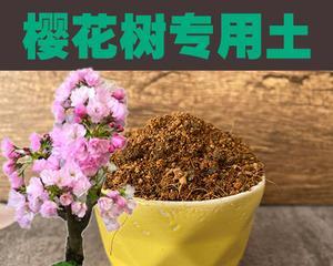 樱花种子种植方法和时间（栽培樱花树种苗的步骤）