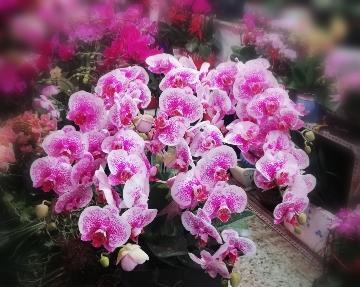 怎样使鲜花保存时间长（延长鲜花花期的小窍门）