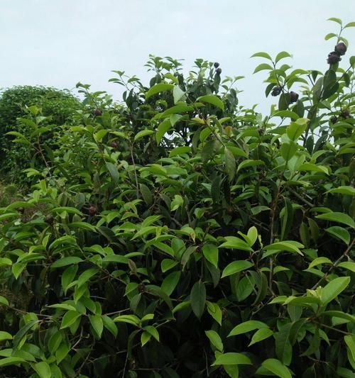 油茶树怎么种植栽培（详解油茶树的栽培技术）
