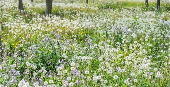 蒲公英种植条件与方法（有关蒲公英的栽培要点）