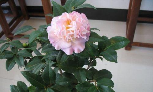 木本花卉有哪些（常见的木本花卉介绍）