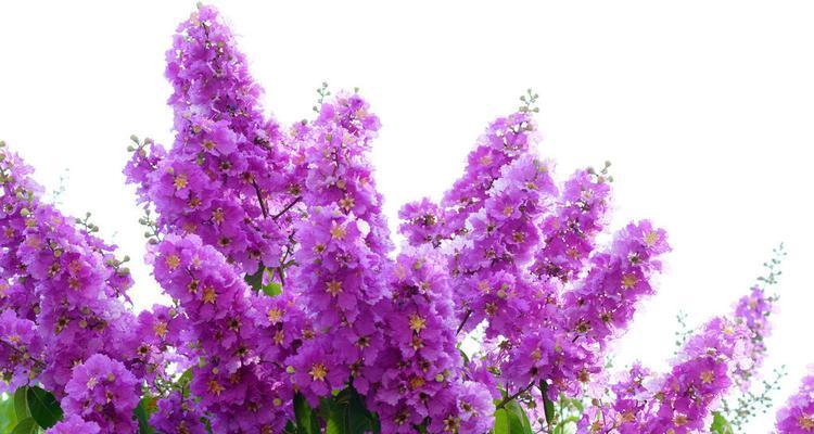 紫薇什么时候发芽最快（紫薇花开花的季节）