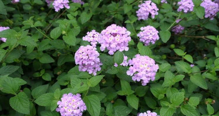 香水草耐寒吗（香水草种植方法和步骤）