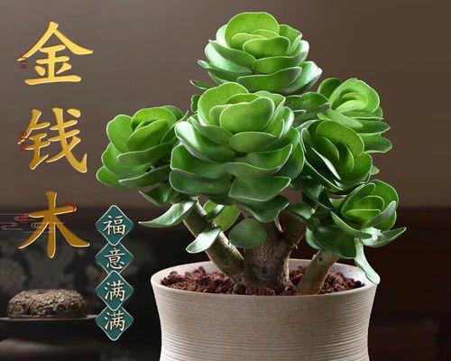 绿植金钱树怎么养（金钱树的栽培技术要点）