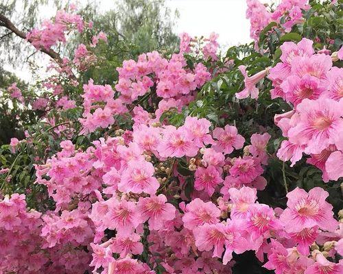 藤蔓植物开花有哪些（藤蔓植物品种大全）