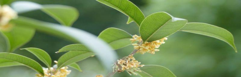 桂花树怎么播种（桂花树的种植方法和时间）