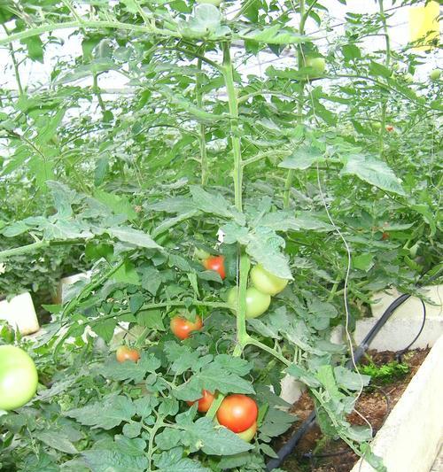 西红柿怎样栽培和管理（家庭西红柿种植技术与管理）