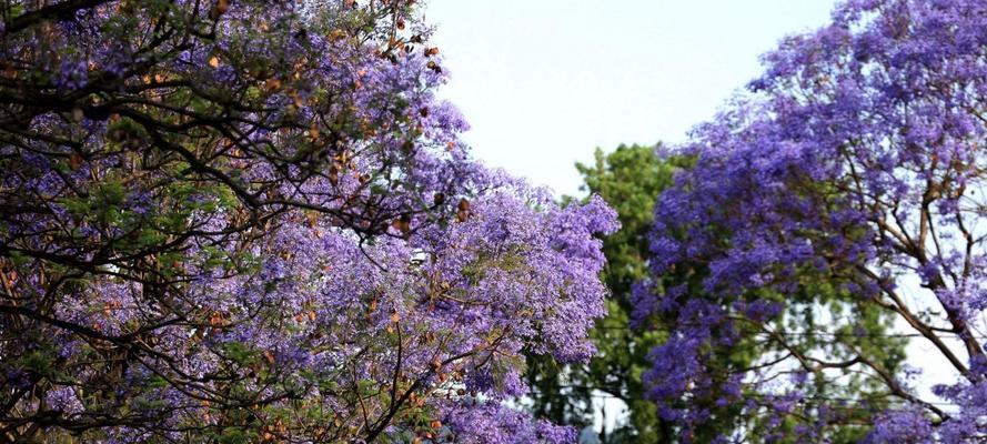 蓝花楹怎么养（详解蓝花楹养护要点）