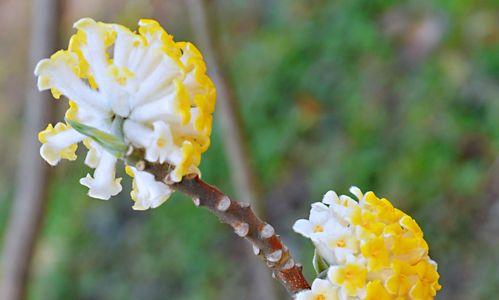 结香花的正确养法是什么（种植结香花的窍门）